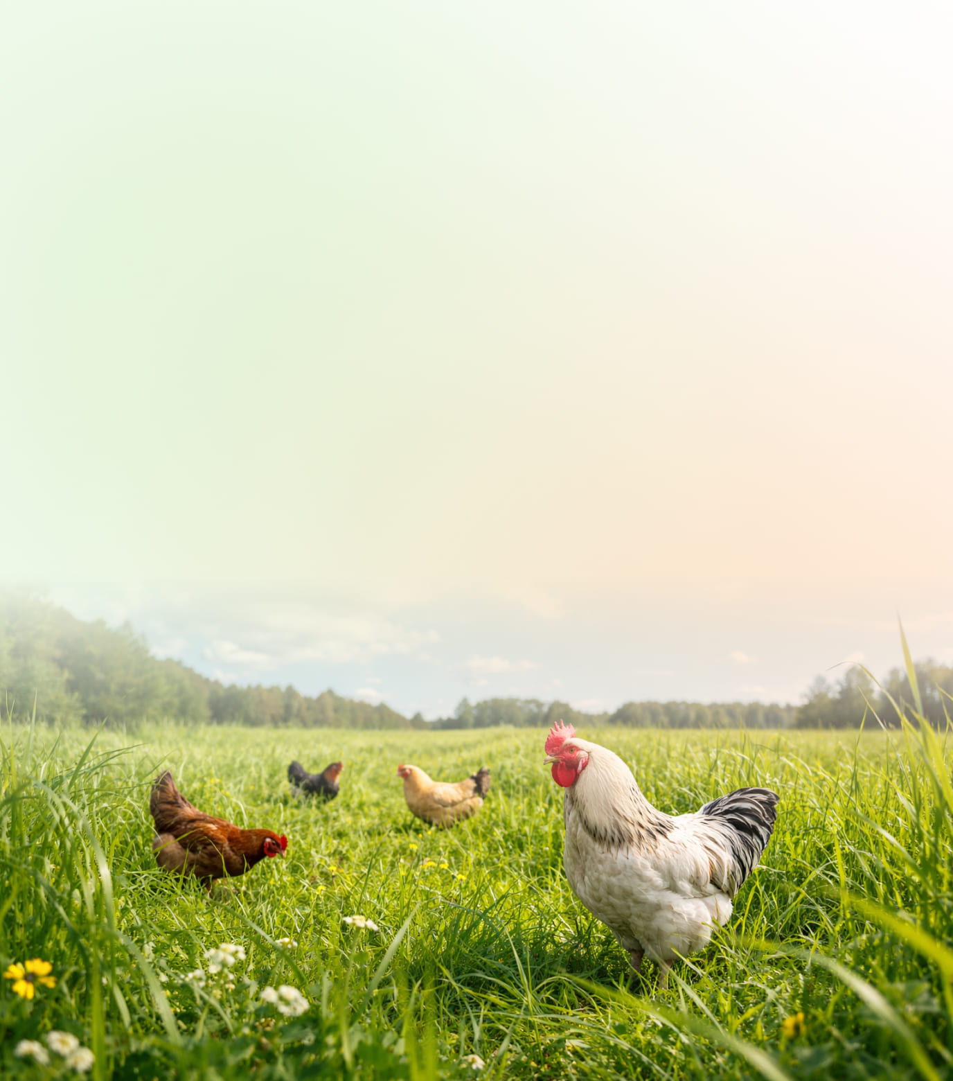 Домашняя птица на зеленом лугу